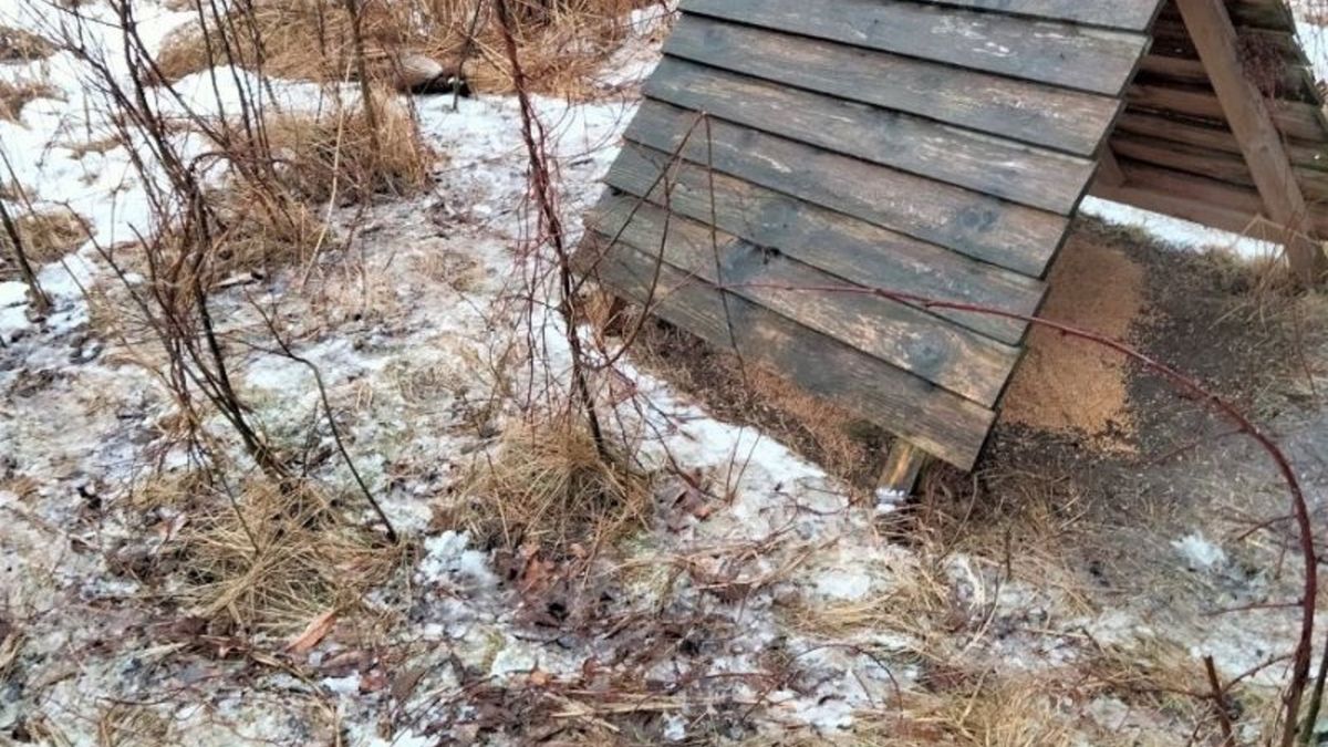 Kłusowali i kradli drewno z lasu. Jeden z nich niedawno wpadł w ręce straży 