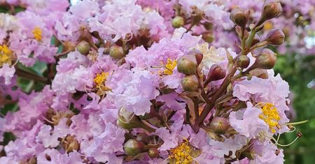 Posadź zamiast magnolii. Kwitnie nawet 120 dni w roku