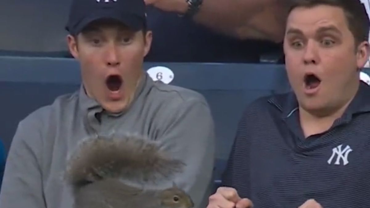 Wiewiórka pojawiła się na meczu MLB