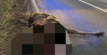 Wypadek w Murzynowie. Dwa pojazdy zderzyły się po potrąceniu łosia – są utrudnienia w ruchu