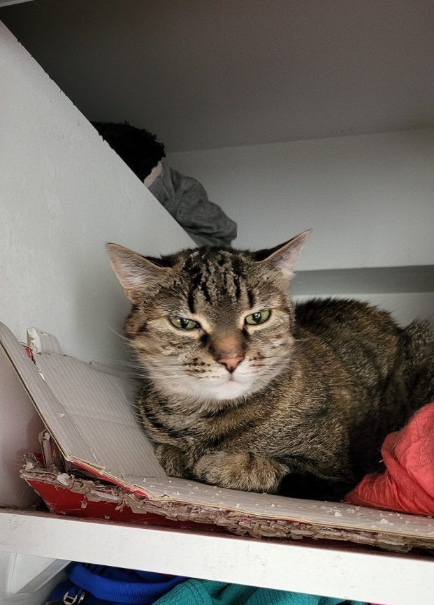 na zdjęciu: Ludwisia