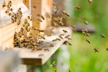 Michałów: Święto Pszczół 2025. Dużo konkursów i degustacje miodów