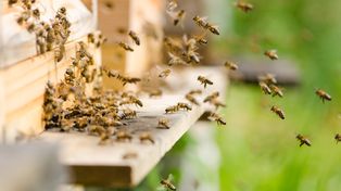 Michałów: Święto Pszczół 2025. Dużo konkursów i degustacje miodów