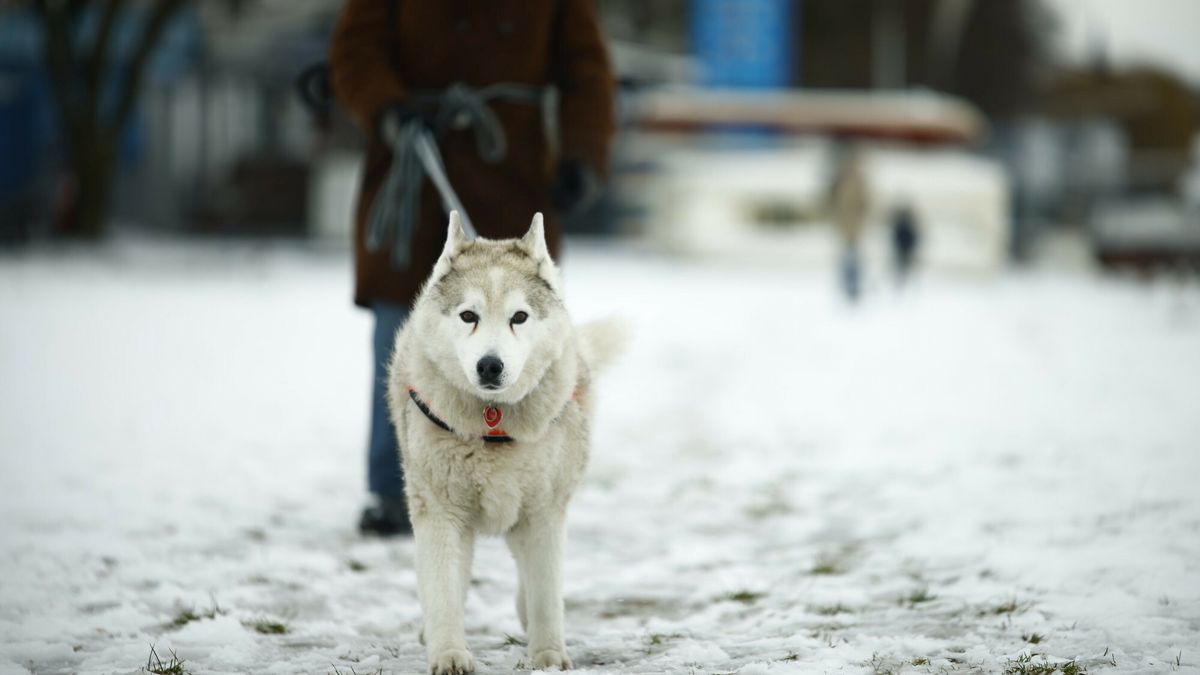 Właściciele psów mogą dostać dodatek emerytalny