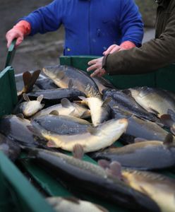 Ile zapłacimy za karpia? Są już wyliczenia
