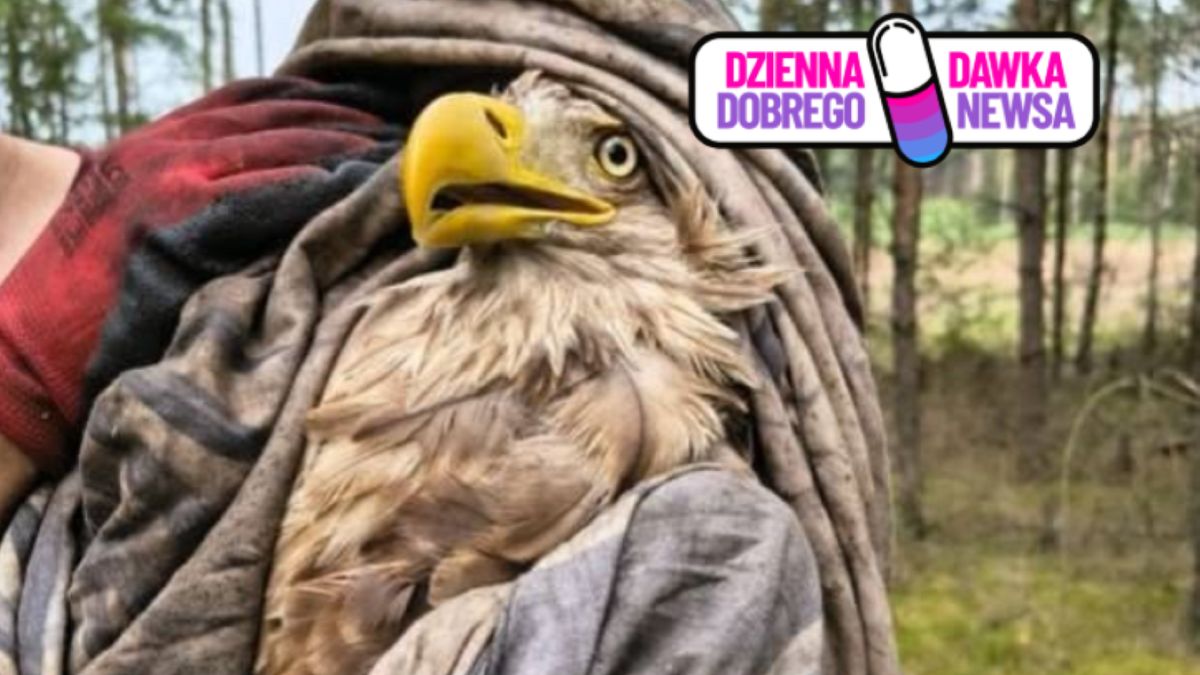 Dzięki szybkiej akcji bielik został ocalony