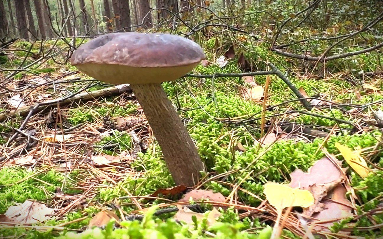 Rajszew