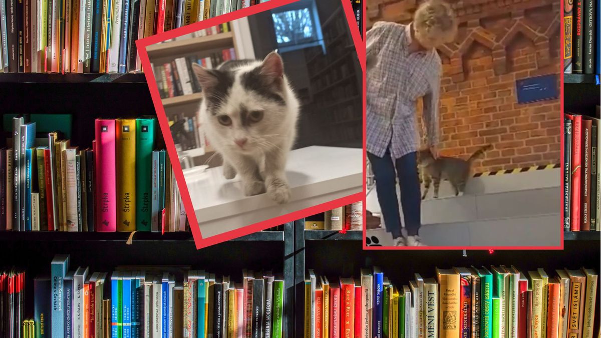 bibliotekarki z Kalisza pomagają znaleźć domy bezdomnym kotom