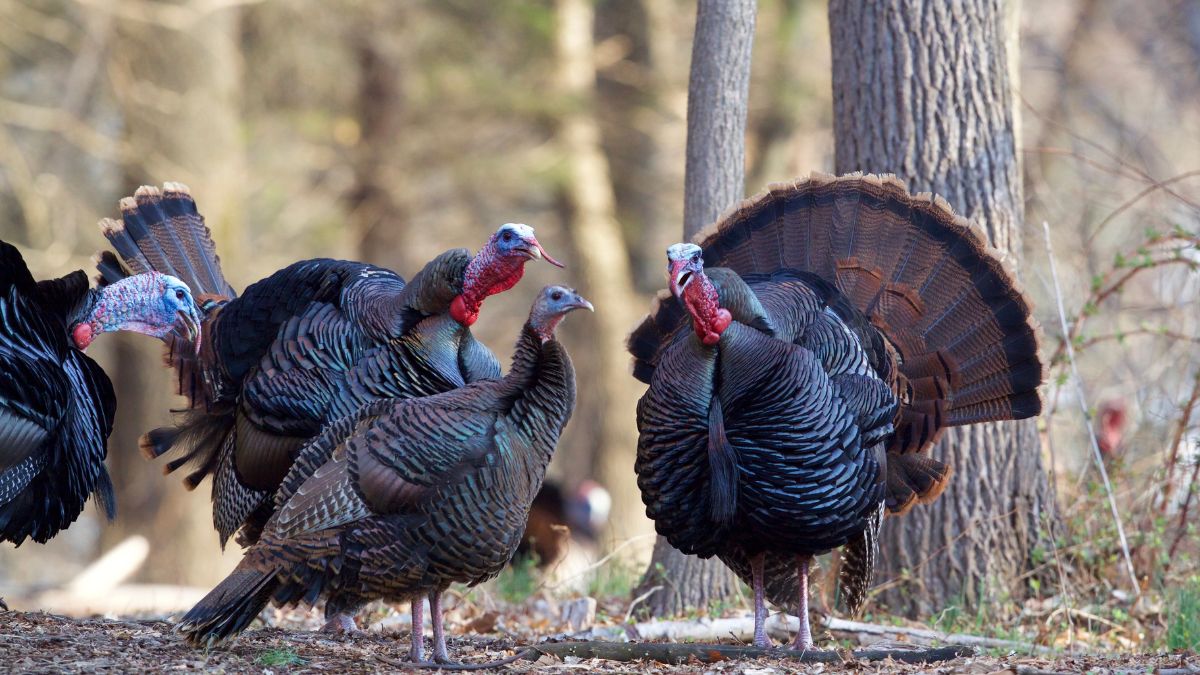 Indyki sterroryzowały kanadyjskie miasto.
