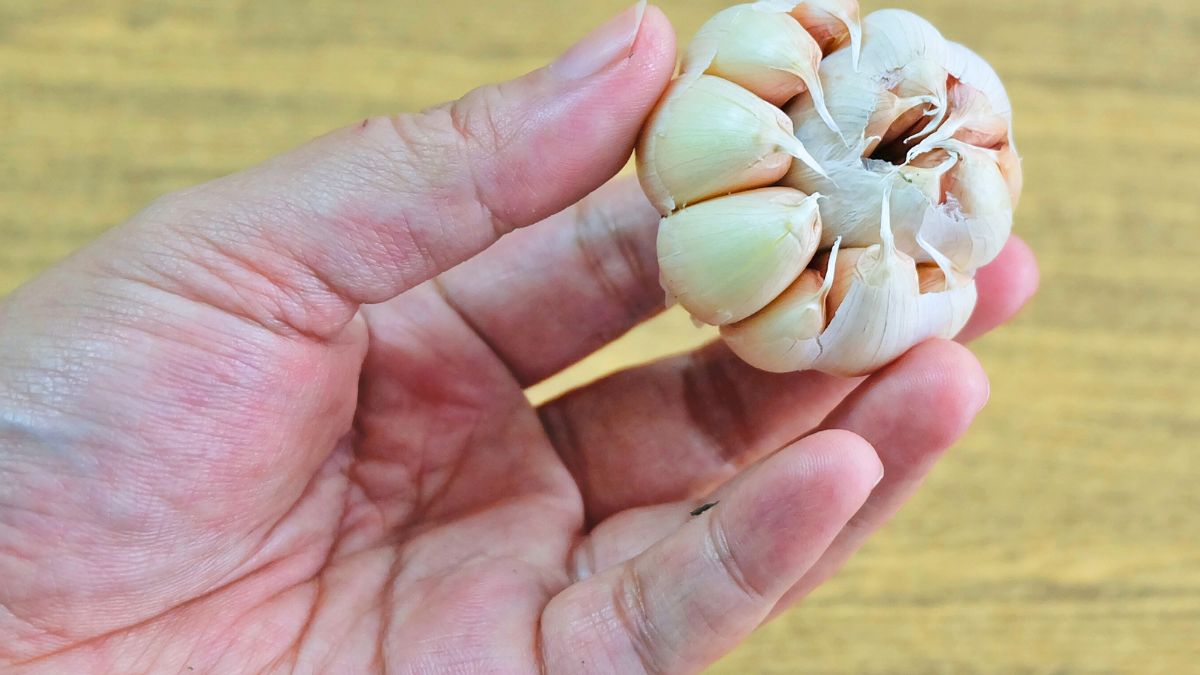 Mężczyzna trzyma w dłoni główkę czosnku