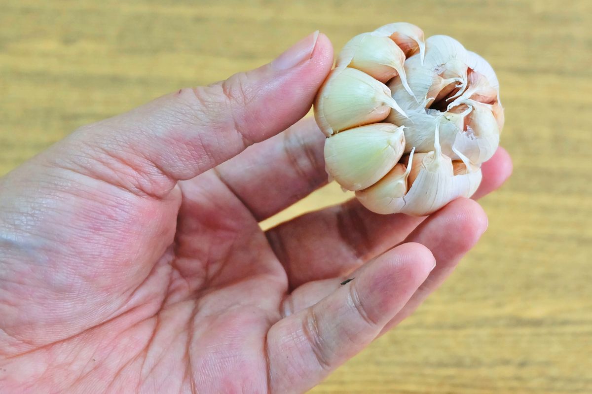 The man is holding a clove of garlic in his hand.