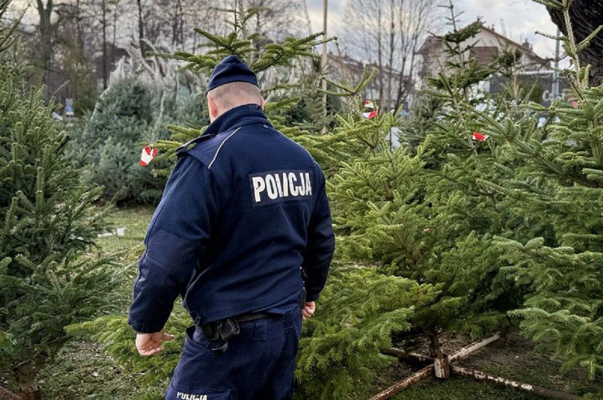 Nielegalna wycinka gałęzi i drzew przed świętami. Grożą duże kary