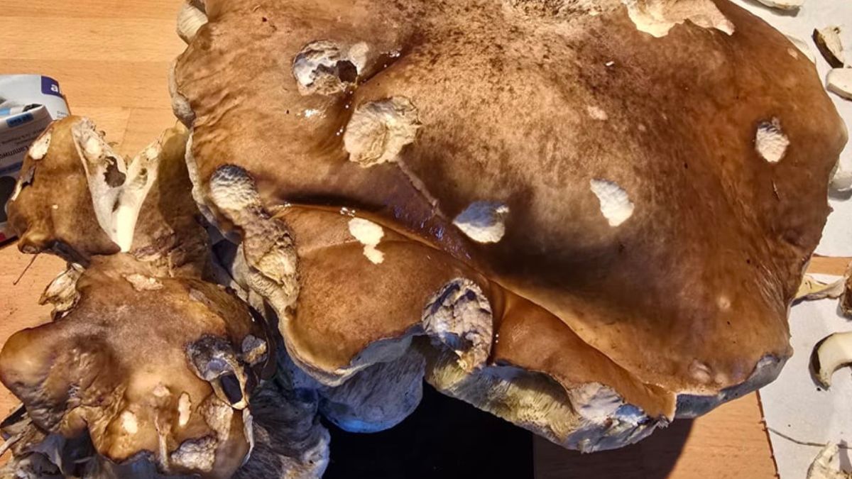 Rekordowy grzyb w Niemczech.