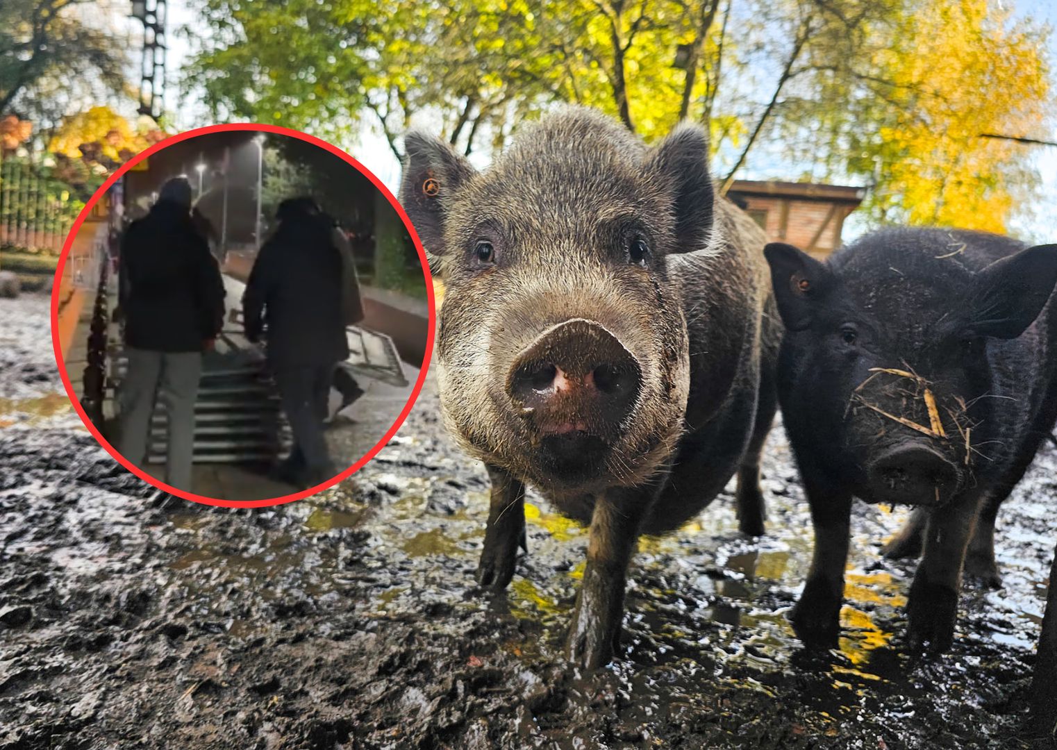 Zaskakujący pomysł dla barierek spod Sejmu. Świnki czekają z niecierpliwością