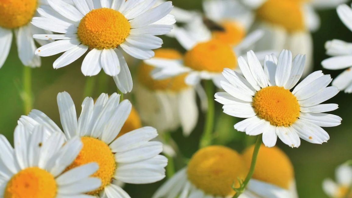 Apigenina jest obecna w wielu roślinach, także pospolitych. Największe jej ilości zawiera: rumianek pospolity, tymianek, pietruszka.