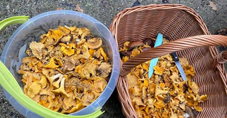 Grzybów na Mazowszu zatrzęsienie. Ale grzybiarzy czekało w lesie wielkie rozczarowanie