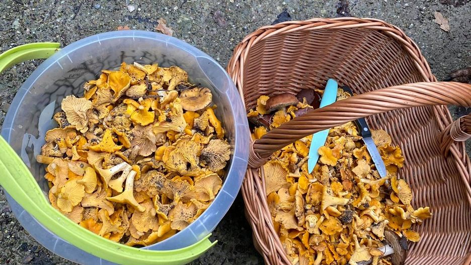 Mazowieckie. Niedzielne zbiory z okolic Piaseczna