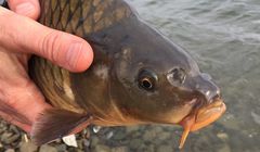 Aktywiści z Klubu Gaja apelują, by nie kupować na święta żywego karpia