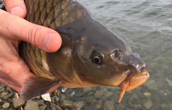 Aktywiści z Klubu Gaja apelują, by nie kupować na święta żywego karpia