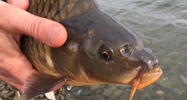 Aktywiści z Klubu Gaja apelują, by nie kupować na święta żywego karpia