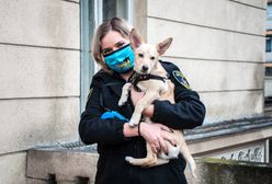 Sosnowiec. Straż miejska ma nowego członka. Strażnicy adoptowali psa