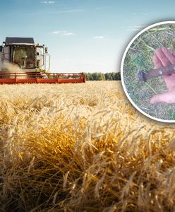 Znalazł "złote kolby" na polu. Jest załamany. Ogromne straty rolnika