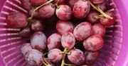 Czy można jeść pestki winogron? Odpowiedź nie jest taka prosta, jak się wydaje
