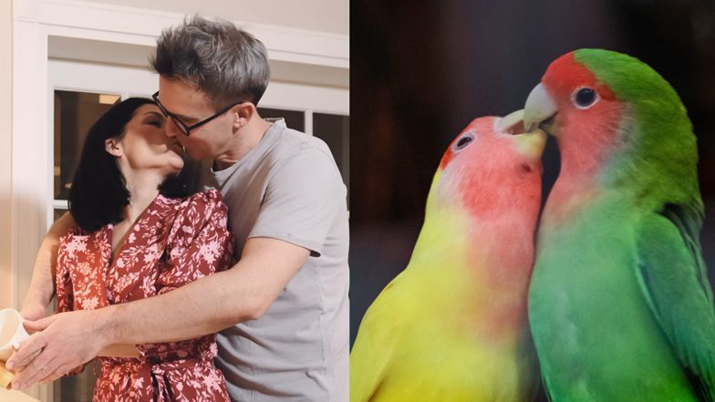  Papużki nierozłączki, które wyglądają jak "Kurzopki"