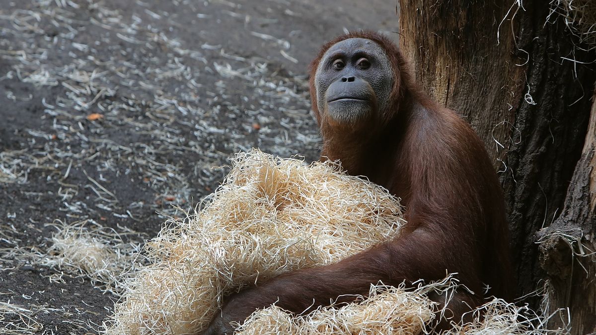 Animals At Zoo Frankfurt
FRANKFURT AM MAIN, GERMANY - MAY 08:  A Sumatra orang utan poses for a foto at Zoo Frankfurt on May 8, 2014 in Frankfurt am Main, Germany. The Zoo in Frankfurt is the 2nd oldest in Germany and holds about 4500 individuals from about 500 animals species.  (Photo by Hannelore Foerster/Getty Images)
Hannelore Foerster
Animal, Human Interest