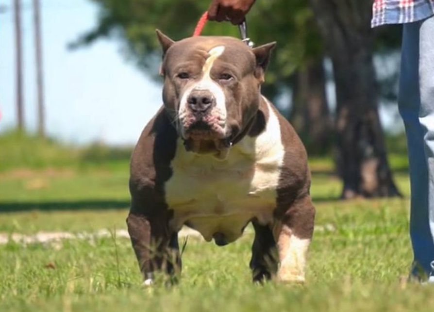 American bully XL - ich hodowla będzie wkrótce zakazana?