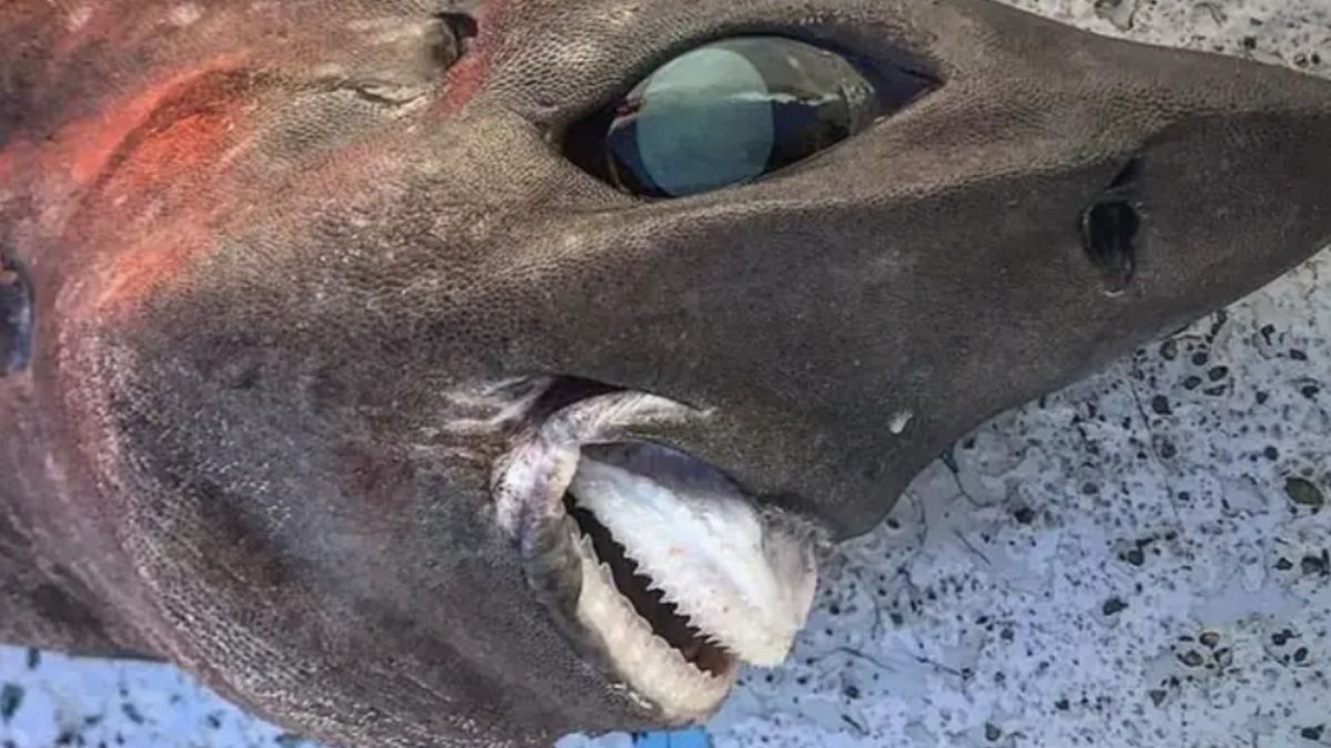 Rybak pokazał zdjęcia