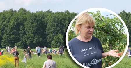 Szał na samozbiory owoców. "Rekordziści zebrali 200 kg"