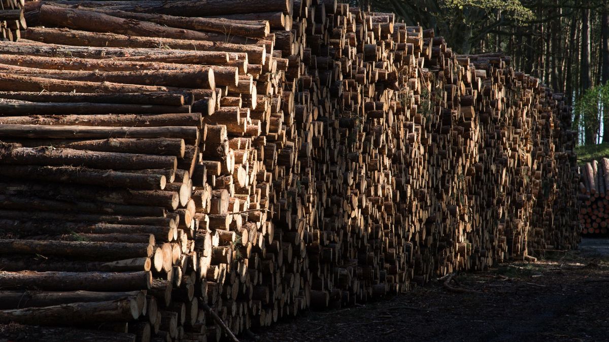 Prokuratura prowadzi śledztwo dotyczące naruszania unijnych sankcji na produkty drzewne z Rosji i Białorusi