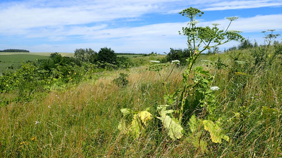 Barszcz Sosnowskiego Heracleum sosnowskyi na zboczach doliny Warty między Czechowem i Santokiem pod Gorzowem Wlkp.