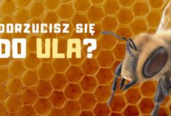 Wrocław. Nowe miejskie pasieki. To się opyla