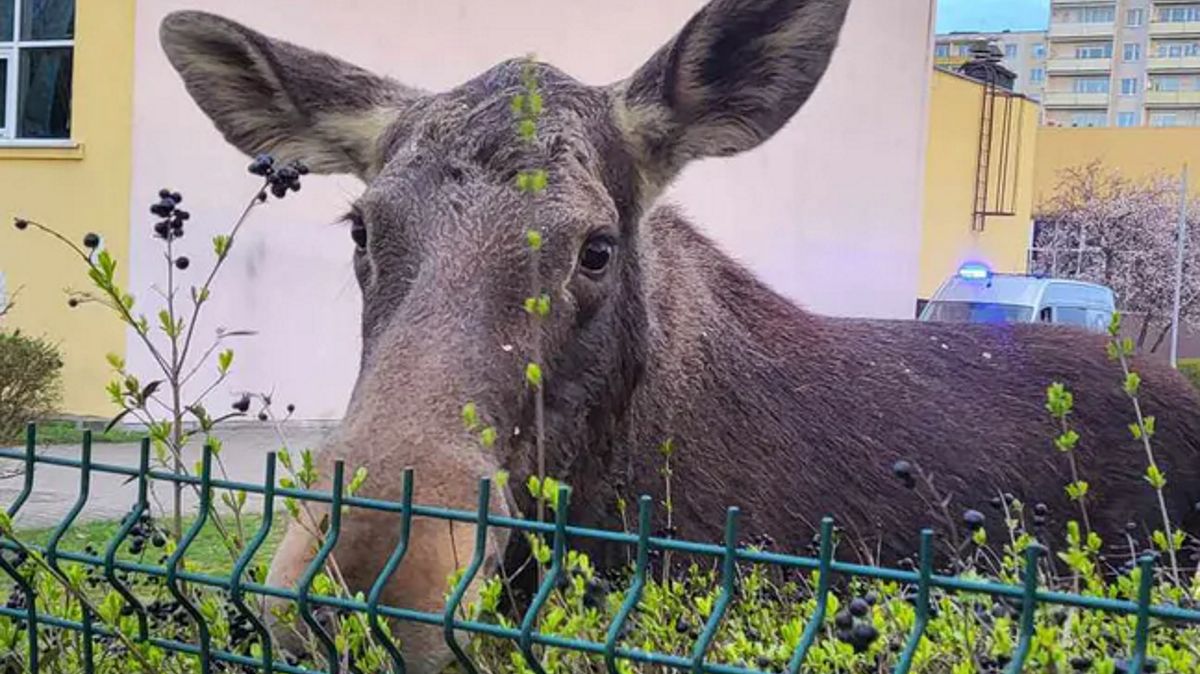 Łosie podchodzą coraz bliżej mieszkańców. Tak jest np. w Toruniu