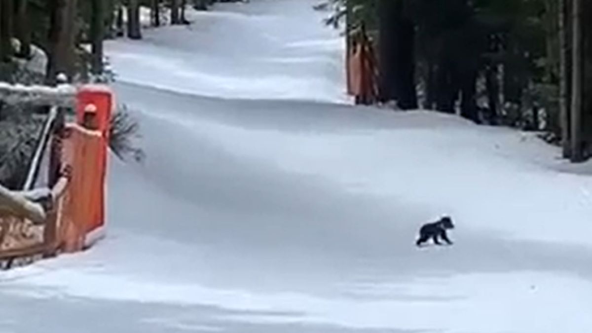 Niedźwiadek spacerował po nartostradzie 