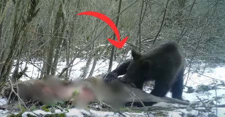 Leśnicy pokazali nagranie. Wilk upolował, niedźwiedź dokończył