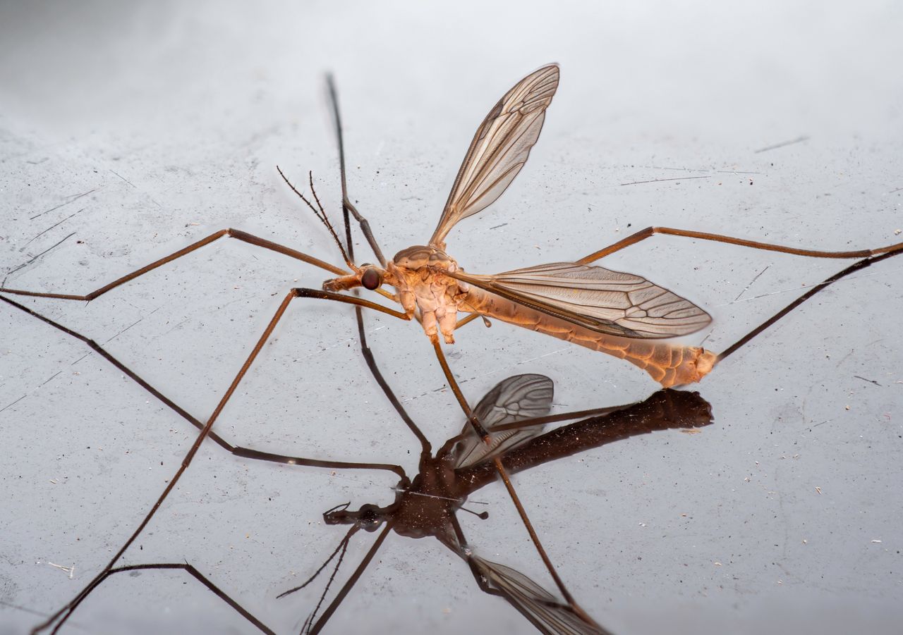 Komarnica nie jest samicą komara - zdjęcie poglądowe