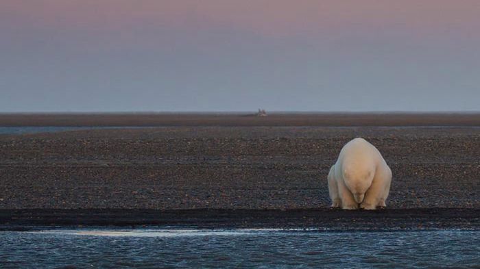 To miała być przygoda i świetna wyprawa z fotografowaniem niedźwiedzi w śniegu. Okazało się, że na Alasce go nie ma 1