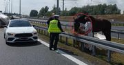 To nie fotomontaż. Zobaczyli go przy polskiej autostradzie