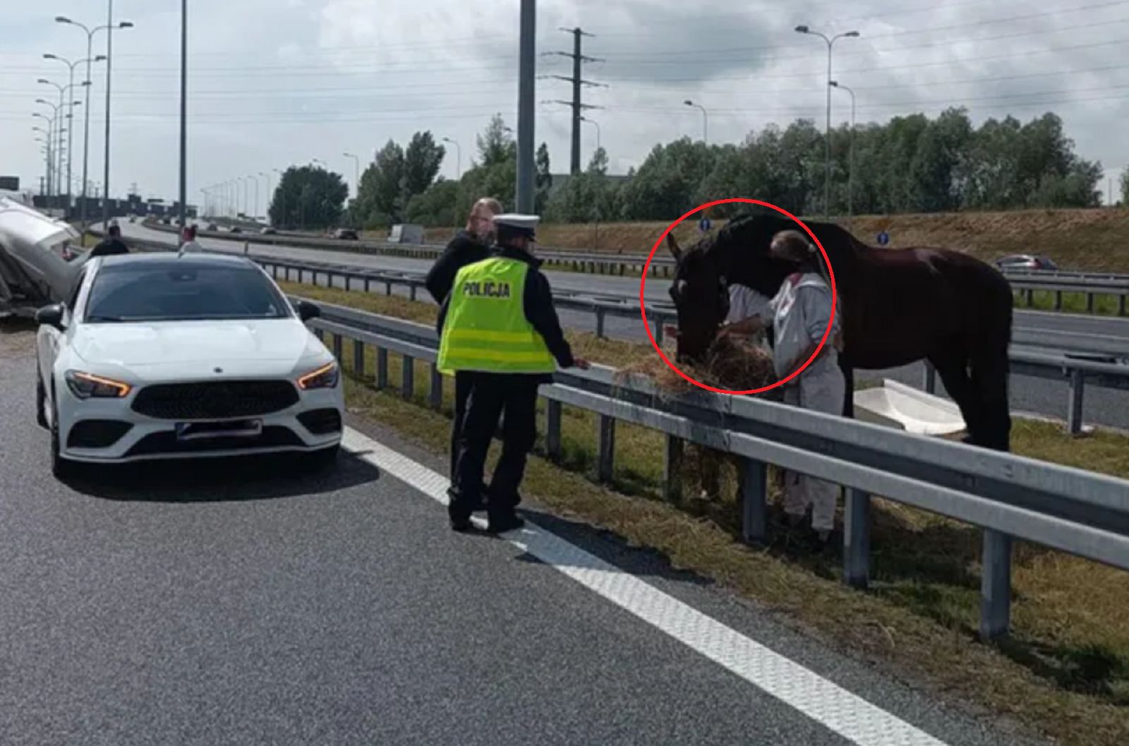 To nie fotomontaż. Zobaczyli go przy polskiej autostradzie