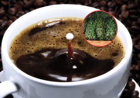 Dodawaj do kawy. Zbija cukier i cholesterol, odchudza, chroni przed rakiem