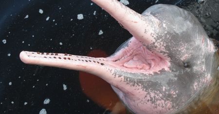 Delfiny zmieniają kolor na różowy. Zaskakujący powód