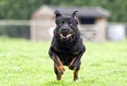 Tragedia w Wielkiej Brytanii. 3-miesięczne dziecko zagryzione przez psa