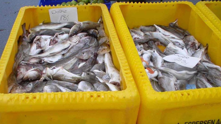 W sobotę, 25 października, na targowisku odnotowaliśmy dużą ofertę ryb. Cena dorsza kształtowała się na poziomie 18-23 zł za kg