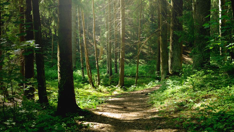 Summer sunny forest
forest, sunny, trees, sun, light, season, landscape, sunlight, nature, morning, green, park, sunshine, summer, woods, woodland, day, pine, foggy, sunbeams, natural, bright, leaf, outdoor, foliage, shine, background, wood