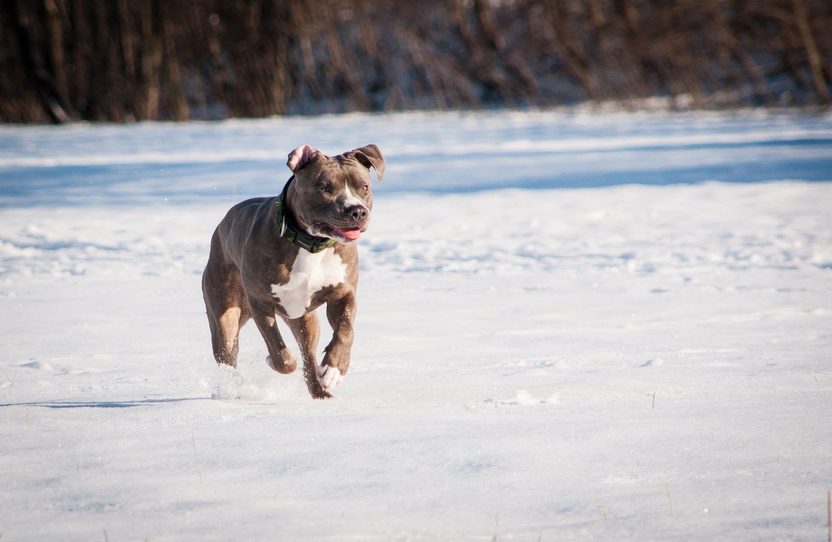 Tragedia w Bytomiu. Pitbull zagryzł yorka i rzucił się na dziecko