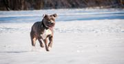 Tragedia w Bytomiu. Pitbull zagryzł yorka i rzucił się na dziecko