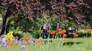 Arboretum Dzikowskie w Tarnobrzegu zachwyca kolorami. Kwitną maki, łubin, dereń i piwonie